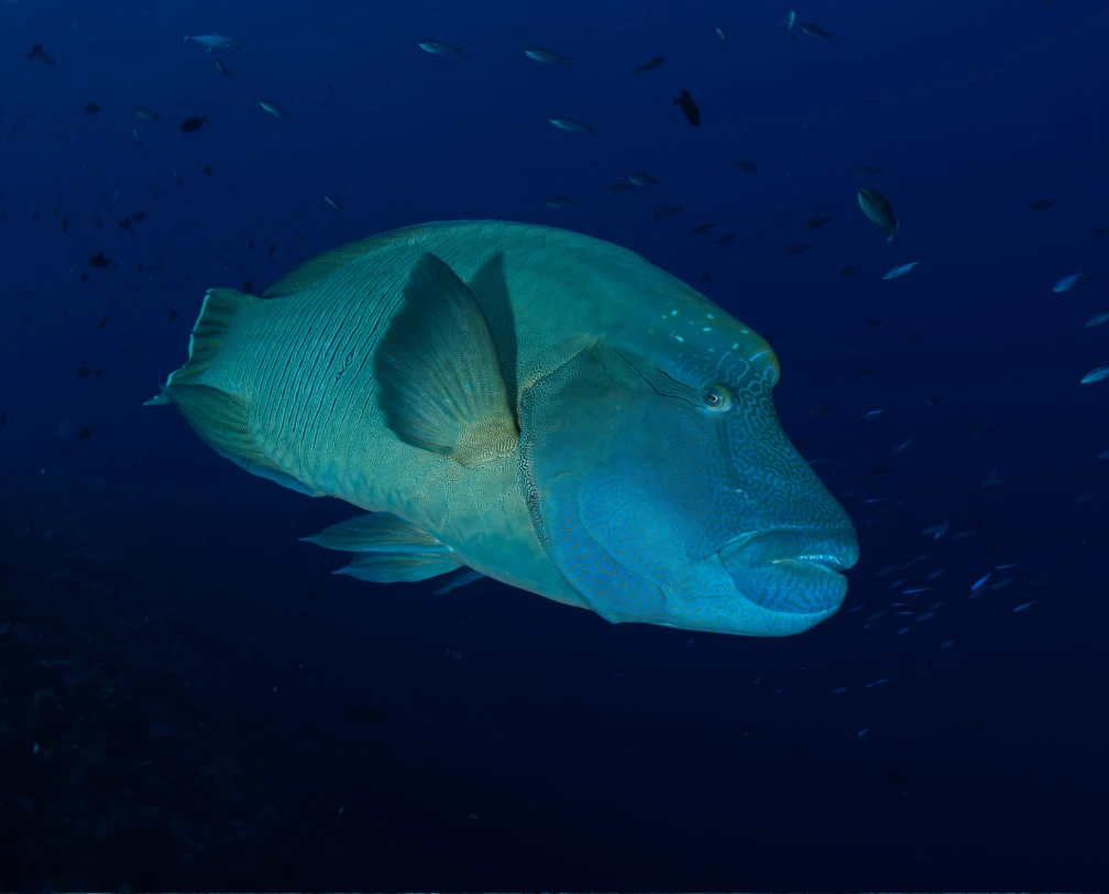 Napoleon Wrasse in blue waters in Palau