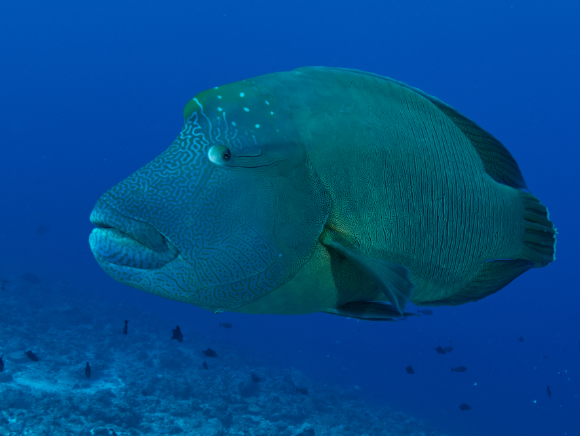 Napoleon Wrasse in blue waters in Palau