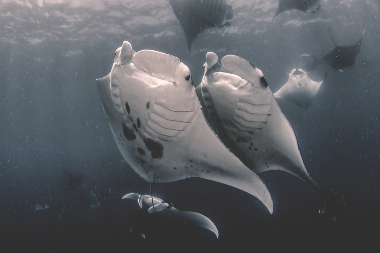 underwater photo of a group of over 6 manta rays in German channel a famous dive site in Palau