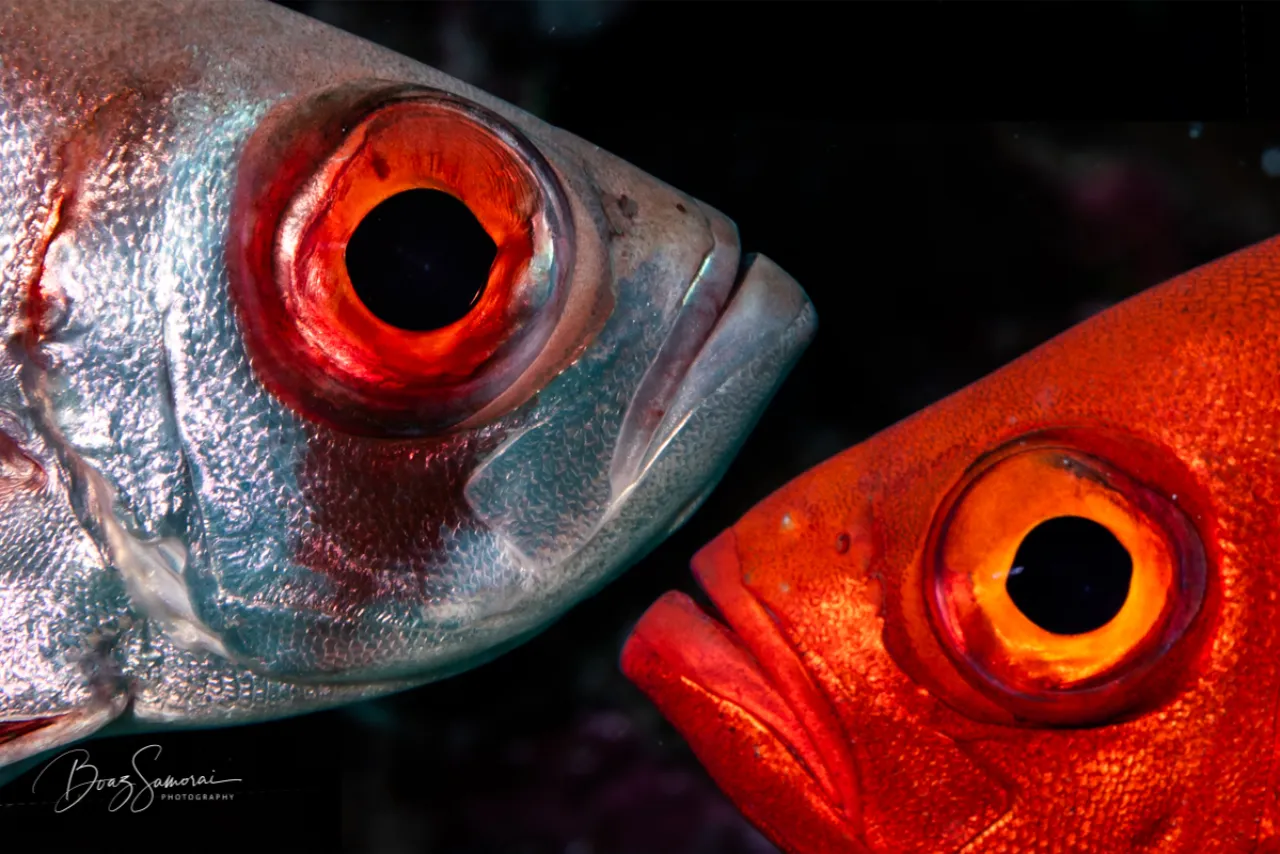 underwater image of two big eye grouper facing each other