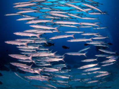 Schools of barracuda