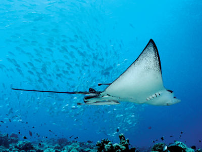 Eagle rays