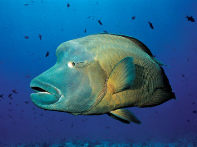 Napoleon wrasse