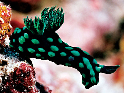 Colorful nudibranchs