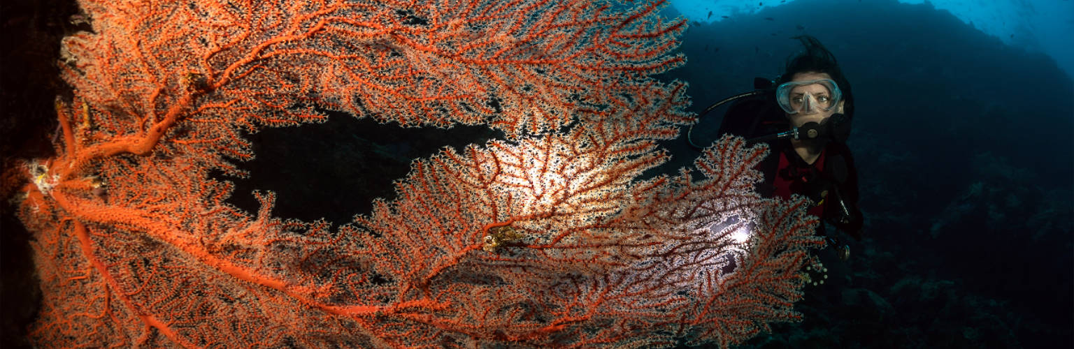 underwater photo of a female diver behind a large colorful sea fan