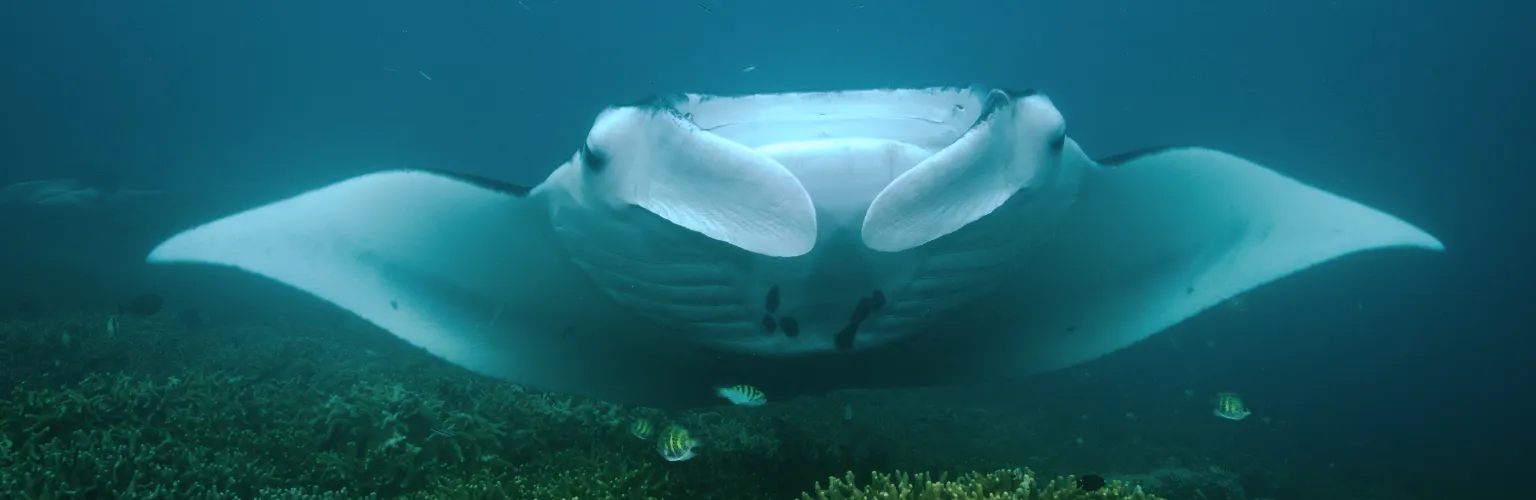 Manta Ray in Palau