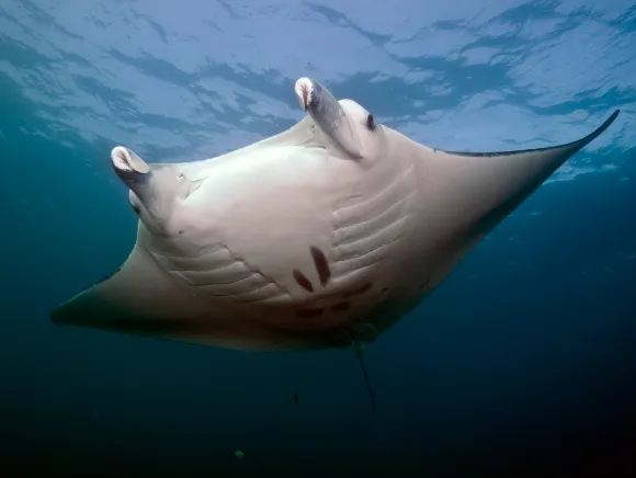 Manta Ray in Palau