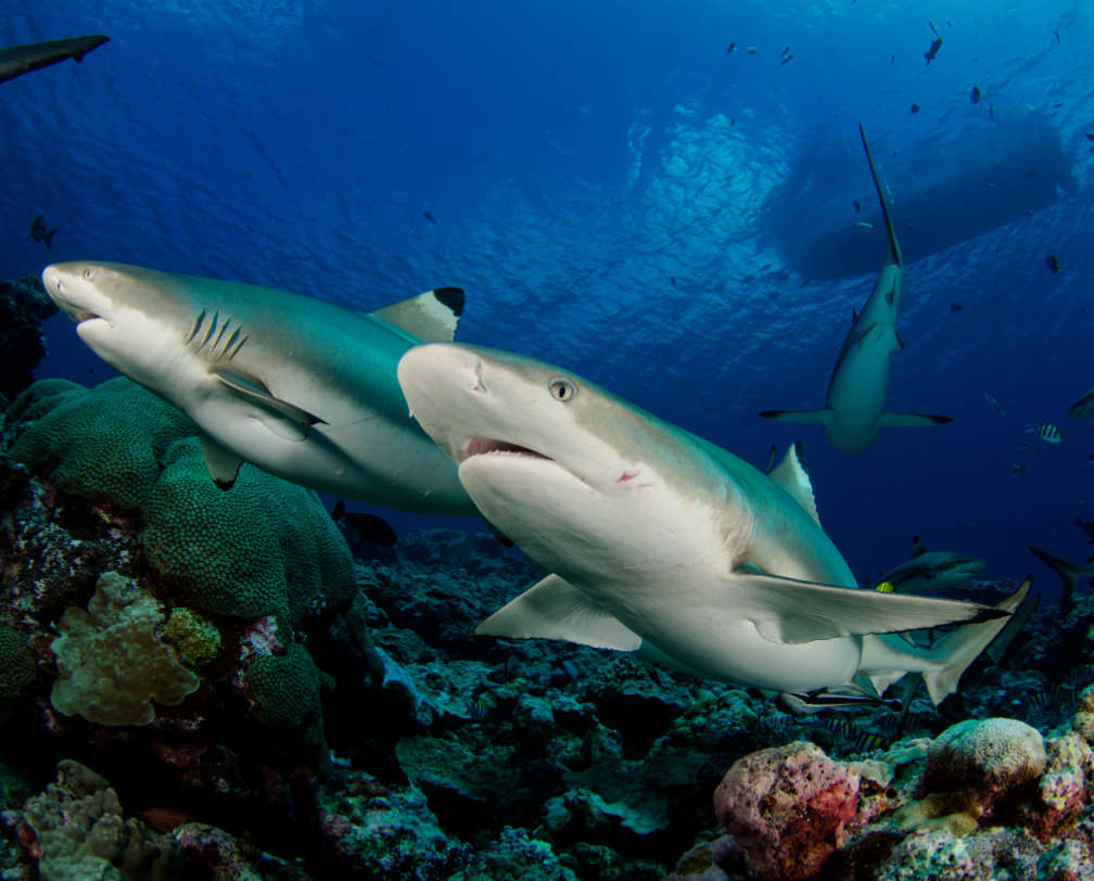 sharks at Blue Corner in Palau
